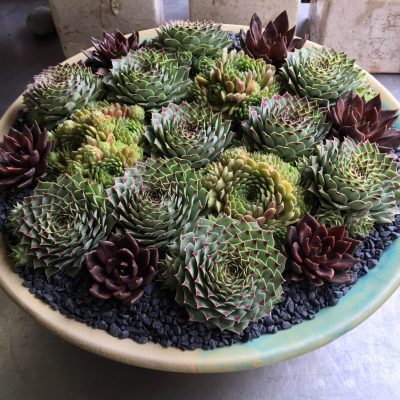 brenda-berkley-plantings-2